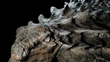 Hóa thạch khủng long hiếm như trúng số ở Canada